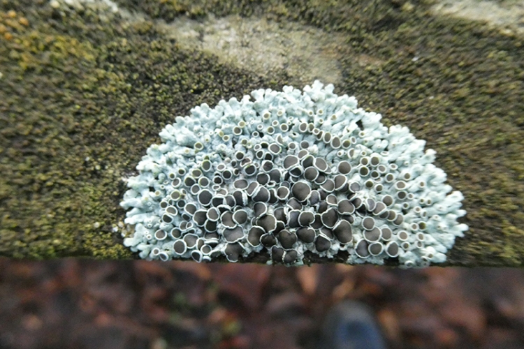 fence lichen land's end