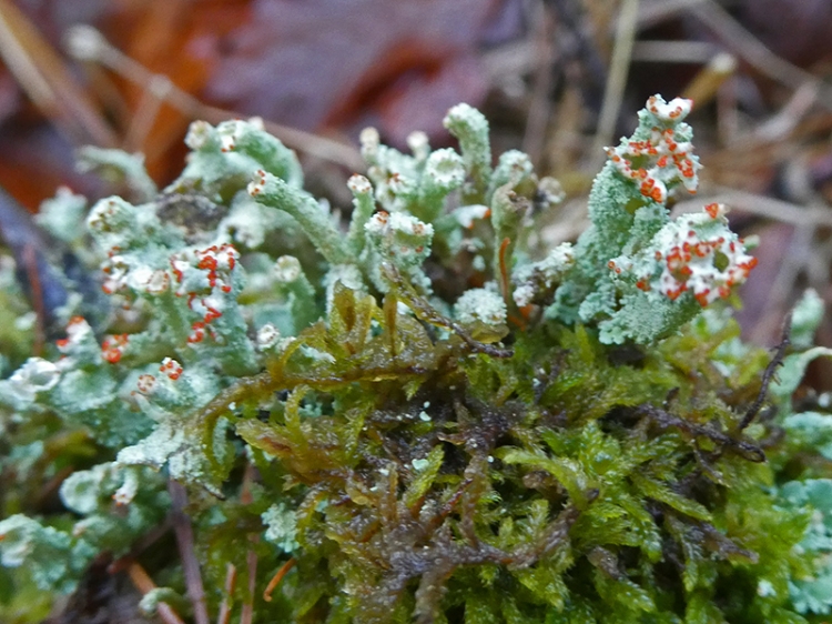 fruting lichen