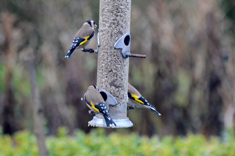 goldfinches on old feeder