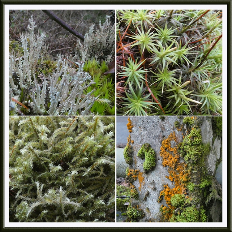 moss and lichen