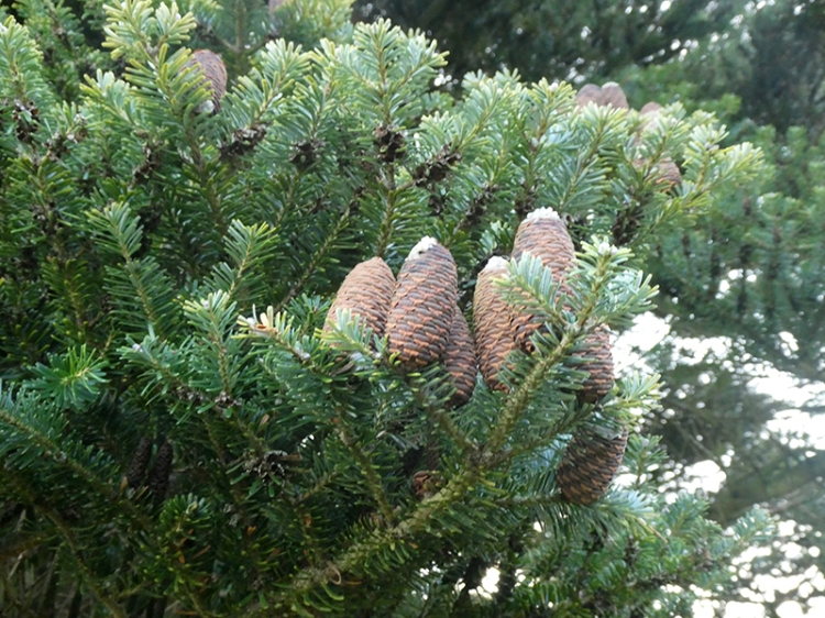 pine tree canonbie