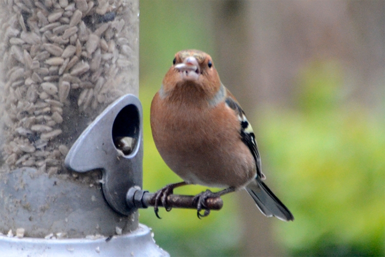 chaffinch with beakful of seed