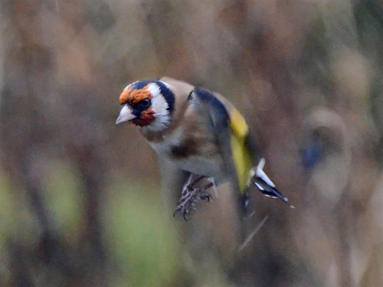 flying goldfinch