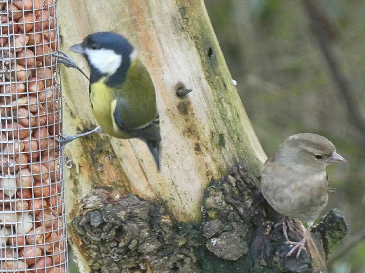 great tit and chaffinch