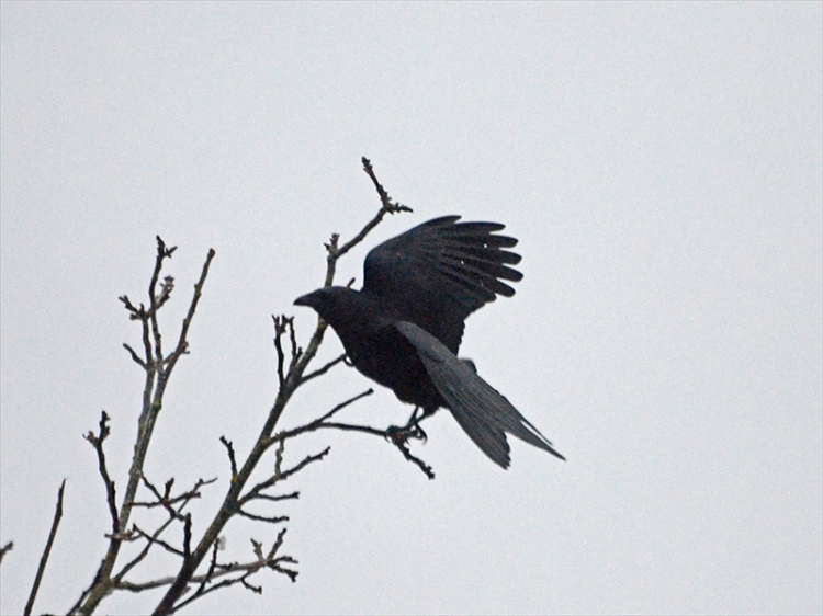 jackdaw flapping