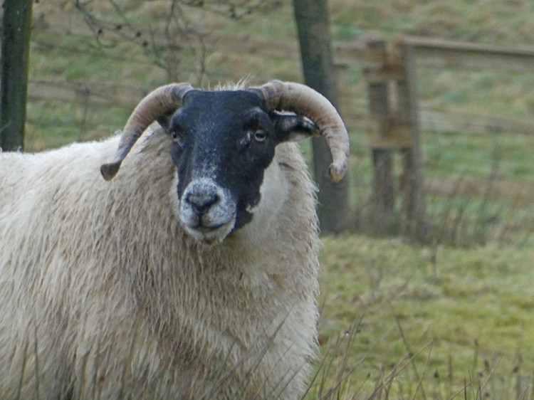 sheep with horns becks
