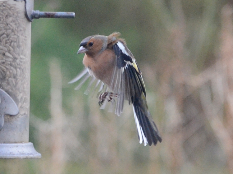 buffeted chaffinch