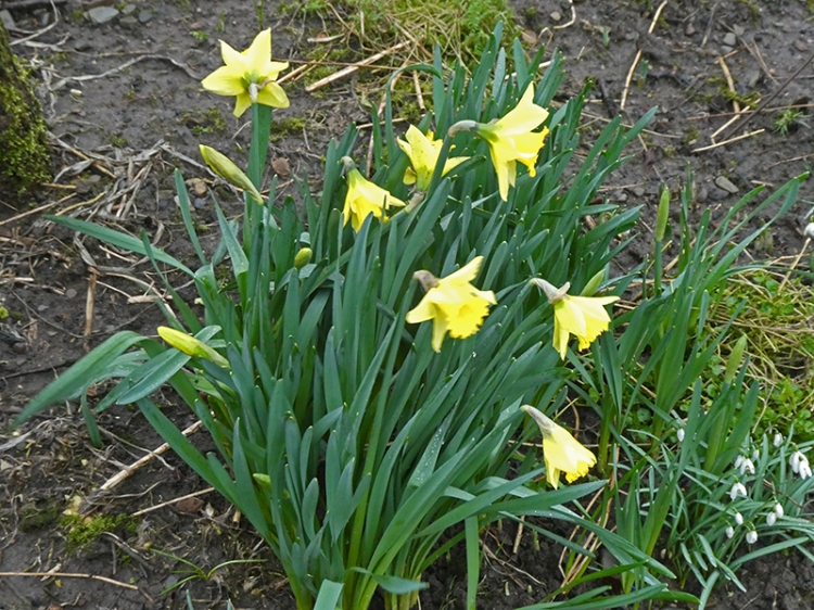 daffodil in Dennis