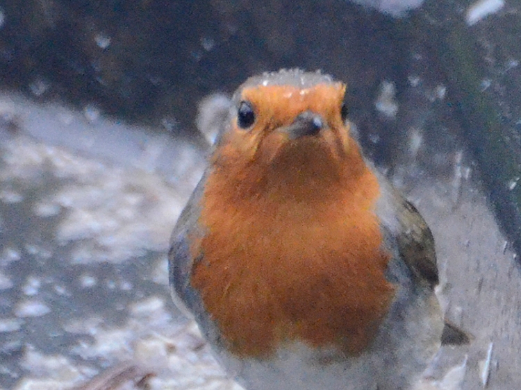 robin close up
