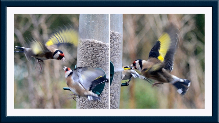 squabbling goldfinches