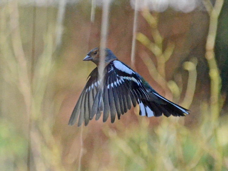 flying chaffinch with reflections