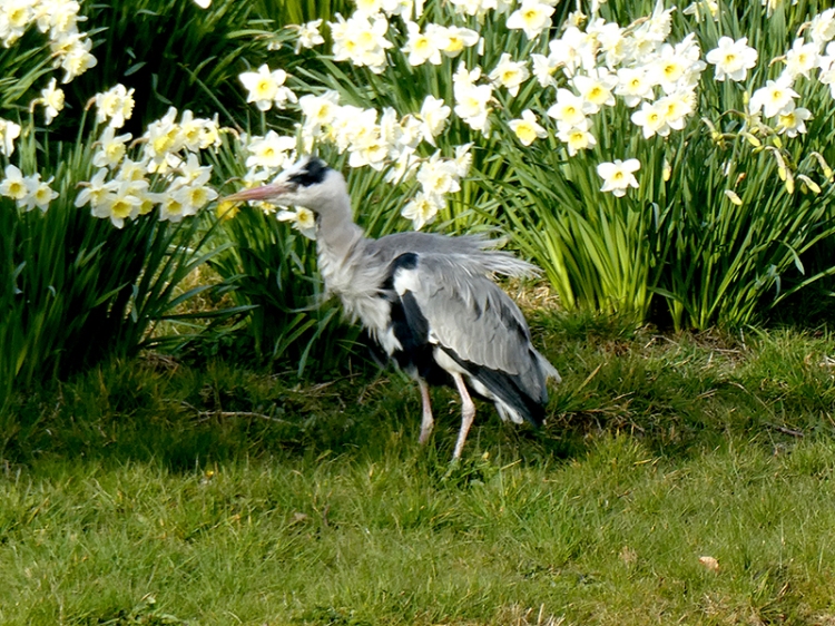 heron and daffodils kirk brig
