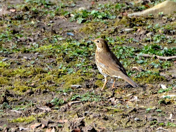 meadow pipit 2