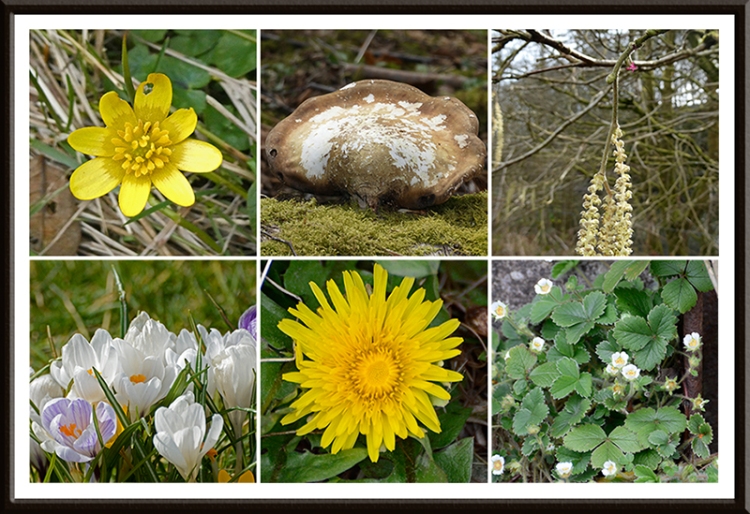 wild flowers and fungus