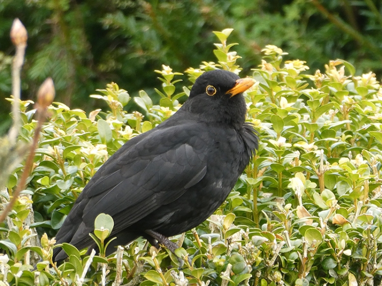 blackbird not shouting