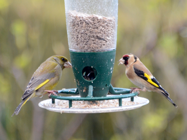 greenfinch and goldfinch