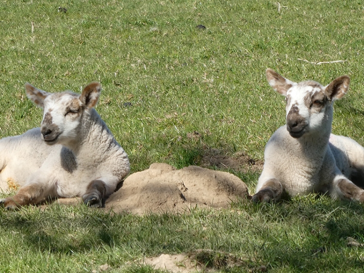 lambs Broomholmshiels
