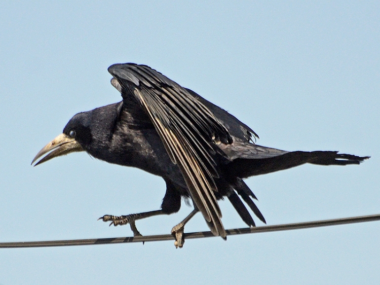 rook on wire