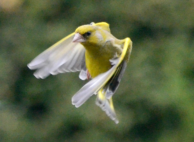 flying greenfinch
