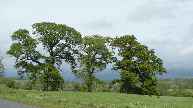 three trees grainstonehead against clouds