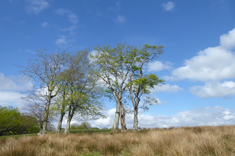 trees near ryehill